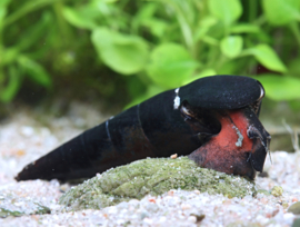 Faunus ater / Zwarte duivelsdoornslak