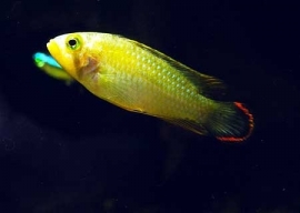 Apistogramma Panduro / Dwerg cichlide