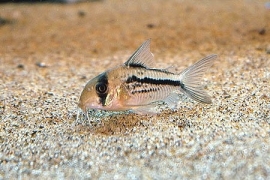 Corydoras Axelrodi / Pantsermeerval