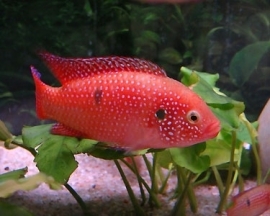 Hemichromis lifalili Red / cichlide