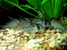 Corydoras schwartzi