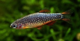 Galaxy rasbora / rasbora galaxy