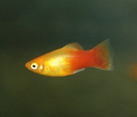 Xipho. Maculatus  Sunset / Platy Sunset 