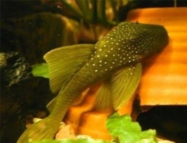 L 200 Hemiancistrus Subviridis / Green Phantom