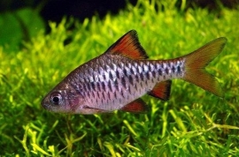 Puntius Oligolepis / Eilandbarbeel