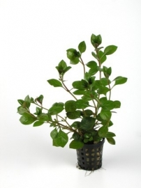 LUDWIGIA PALUSTRIS RED