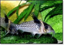 corydoras agassizii / Pantsermeerval