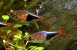 Rasbora heteromorpha / kegelvlek