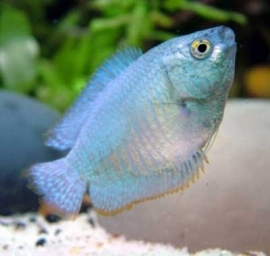 colisa lalia cobalt blue / kobalt dwerg gourami