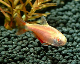 Hemigrammus Caudovittatus Gold / ruitenvlek zalm goud