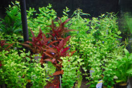 Aquariumplantenmix 24 stuks - 5cm pot