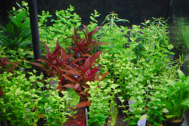 Aquariumplanten mix 12 stuks - 5cm pot