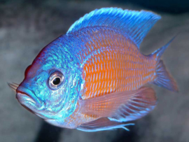 Haplochromis Borleyi Red Kadango / Copadichromis Borleyi Red Kadango