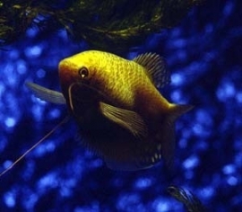 Trichogaster trichopterus gold / Goud gourami