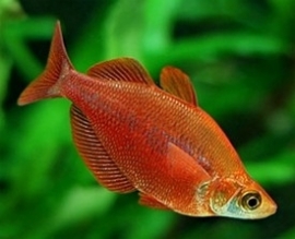 Glossoleps incisus / Red Rainbow Fish