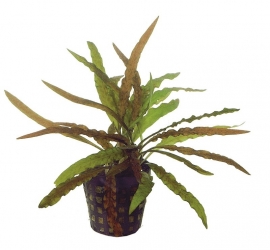 CRYPTOCORYNE COSTATA