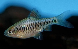 Puntius Oligolepis / Eilandbarbeel