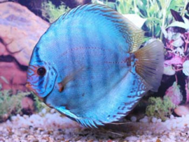 Symphysodon / Stendker Discus Kobalt