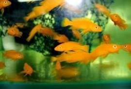 Lamprologus  Leleupi / Tanganyika Cichlide