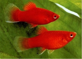 Xipho. maculatus rood / Platy Rood