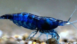 Neocaridina heteropoda  Blue Dream / Blue Dream Garnaal