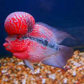 Amphilophus Flowerhorn Cichlide