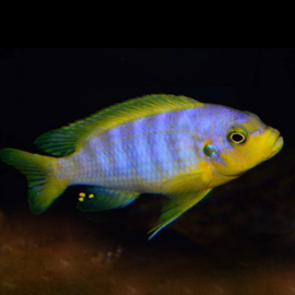 Pseudotropheus Aurora / Malawi Cichlide