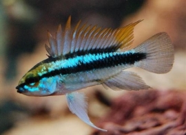 Apistogramma Trifasciata Maciliensis / dwergcichlide