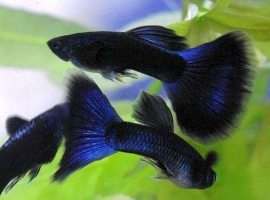 Poecilia reticulata  Blue Moscow / Guppy Blue moscow