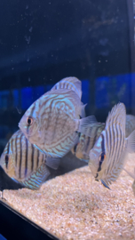 Symphysodon Aequifasciatus /  Discusvis Checkerboard Blue