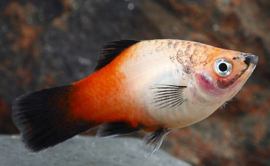 Xipho. Maculatus Tricolor /  Platy driekleur