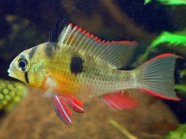 Mikrogeophagus  Altispinosa / Zuid Amerikaanse Dwergcichlide