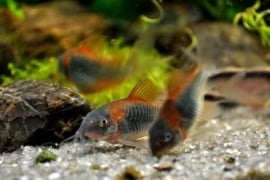 Corydoras  Venezuela Orange / Pantsermeerval