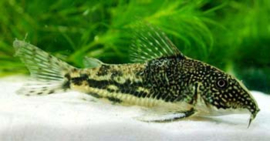 corydoras Barbatus/ pantsermeerval