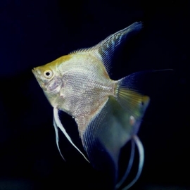 Pterophyllum scalare  Gold / Maanvis Goud