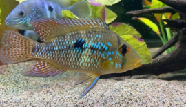 Geophagus Brasiliensis