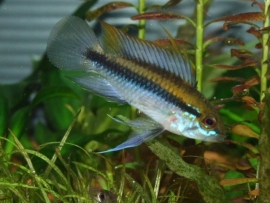 Apistogramma Trifasciata Maciliensis / dwergcichlide