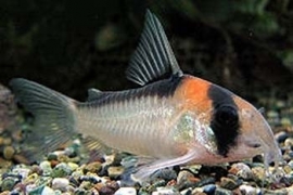 Corydoras Adolfoi / Pantsermeerval