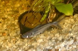 pangasius sutchi / Blauwe haai