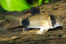 Corydoras Panda / pantsermeerval