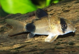 corydoras panda / pantsermeerval