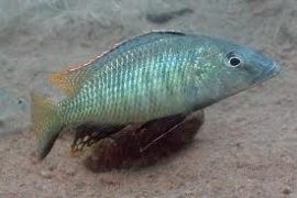 Stigmatochromis Woodi