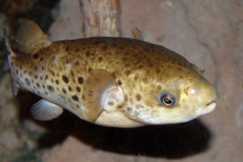 Tetraodon fluviatilis / Kogelvis