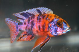 Aulonocara Calico Red