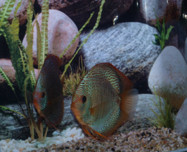 Symphysodon / Stendker Discus Snake Skin Blauw