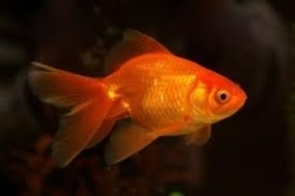 Fancy Goldfish Goudvis rood Sluierstaart