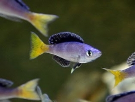 Cyprichromis Leptosoma Mpulungu  / Haring Cichlide