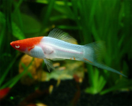 Xipho. Helleri  Kohaku / zwaarddrager Koi
