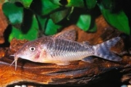 Corydoras Seussi / Pantsermeerval