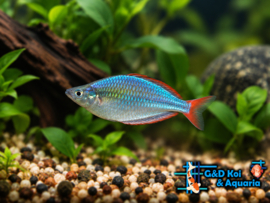 Melanotaenia Praecox / Regenboogzalm